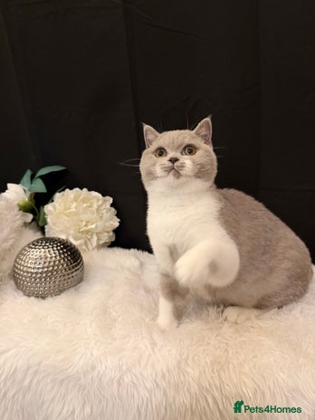 British Shorthair cats - Advert 4