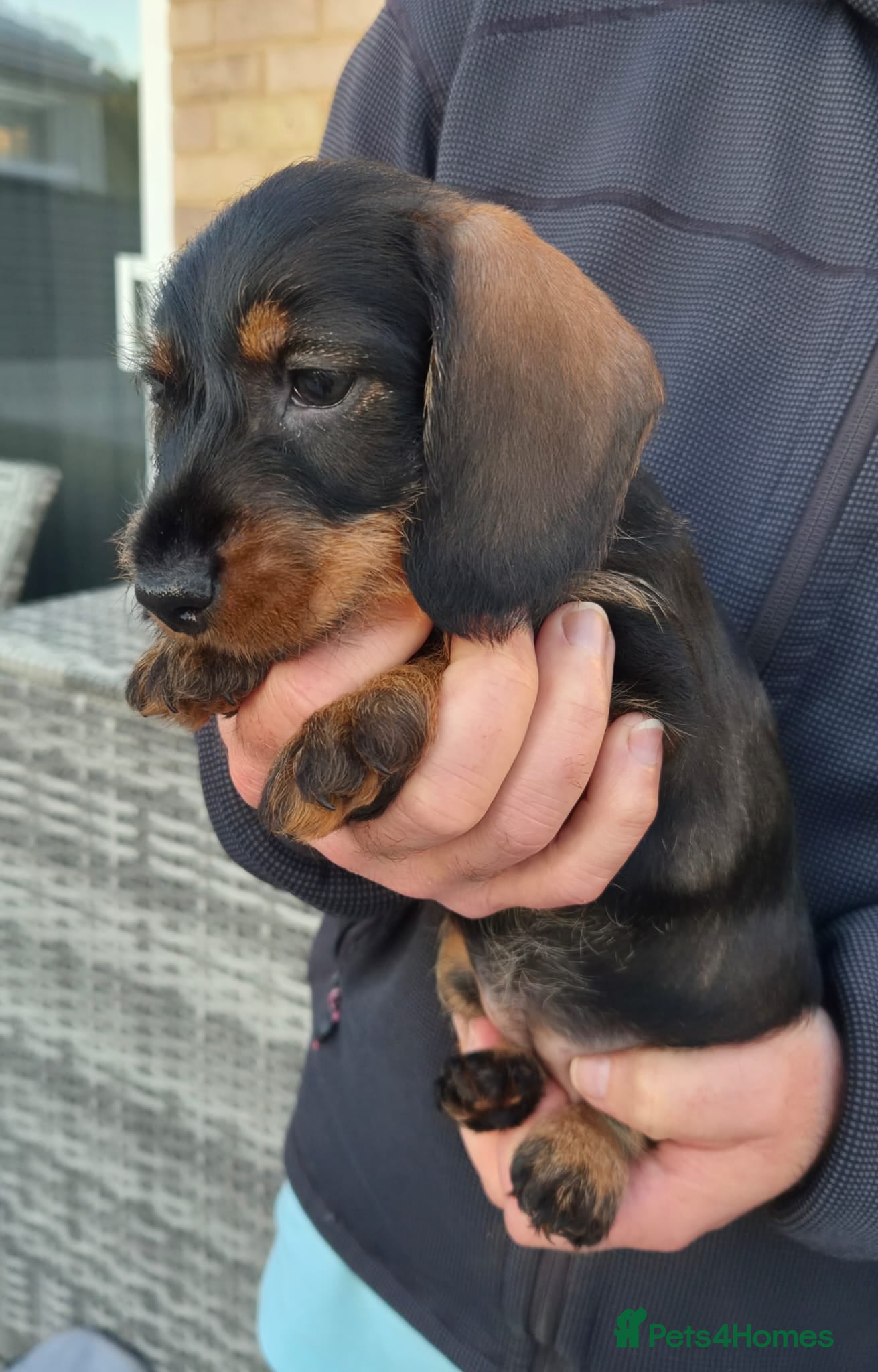 Dachshund dogs KC Wirehaired standard Dachshund puppies - Advert 2