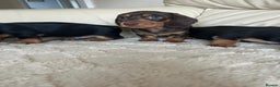 Miniature Dachshund dogs for sale: Stunning miniature dachshunds pups - Advert 8