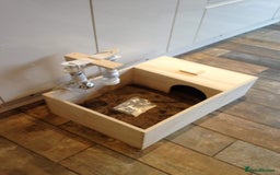 Tortoise reptiles for sale: Baby med spur thigh torotises with full set uo - Image 8