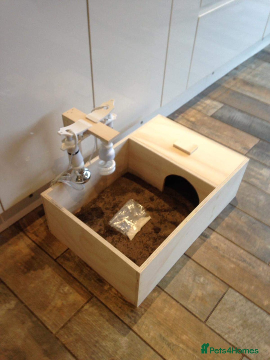 Tortoise reptiles for sale: Baby med spur thigh torotises with full set uo - Image 8