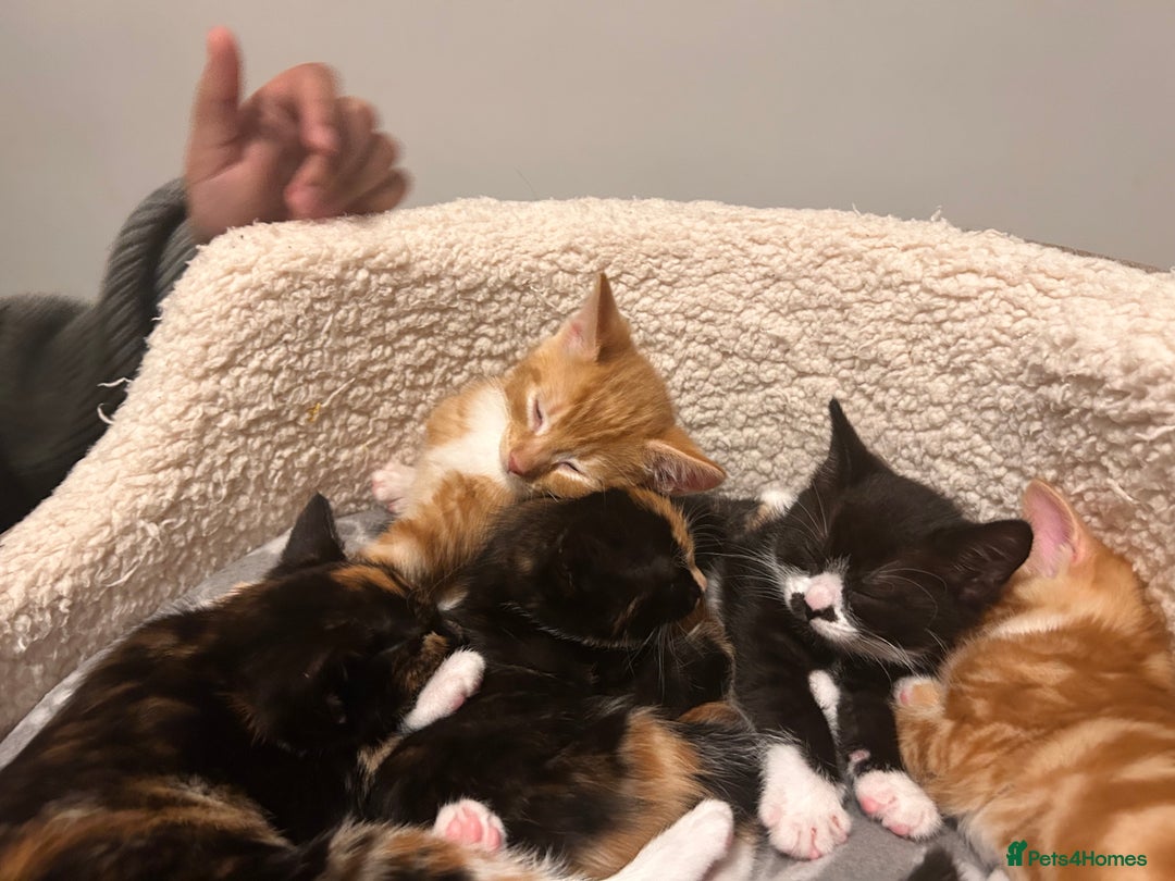 Mixed Breed cats for sale: Black and White Kitten - Advert 7