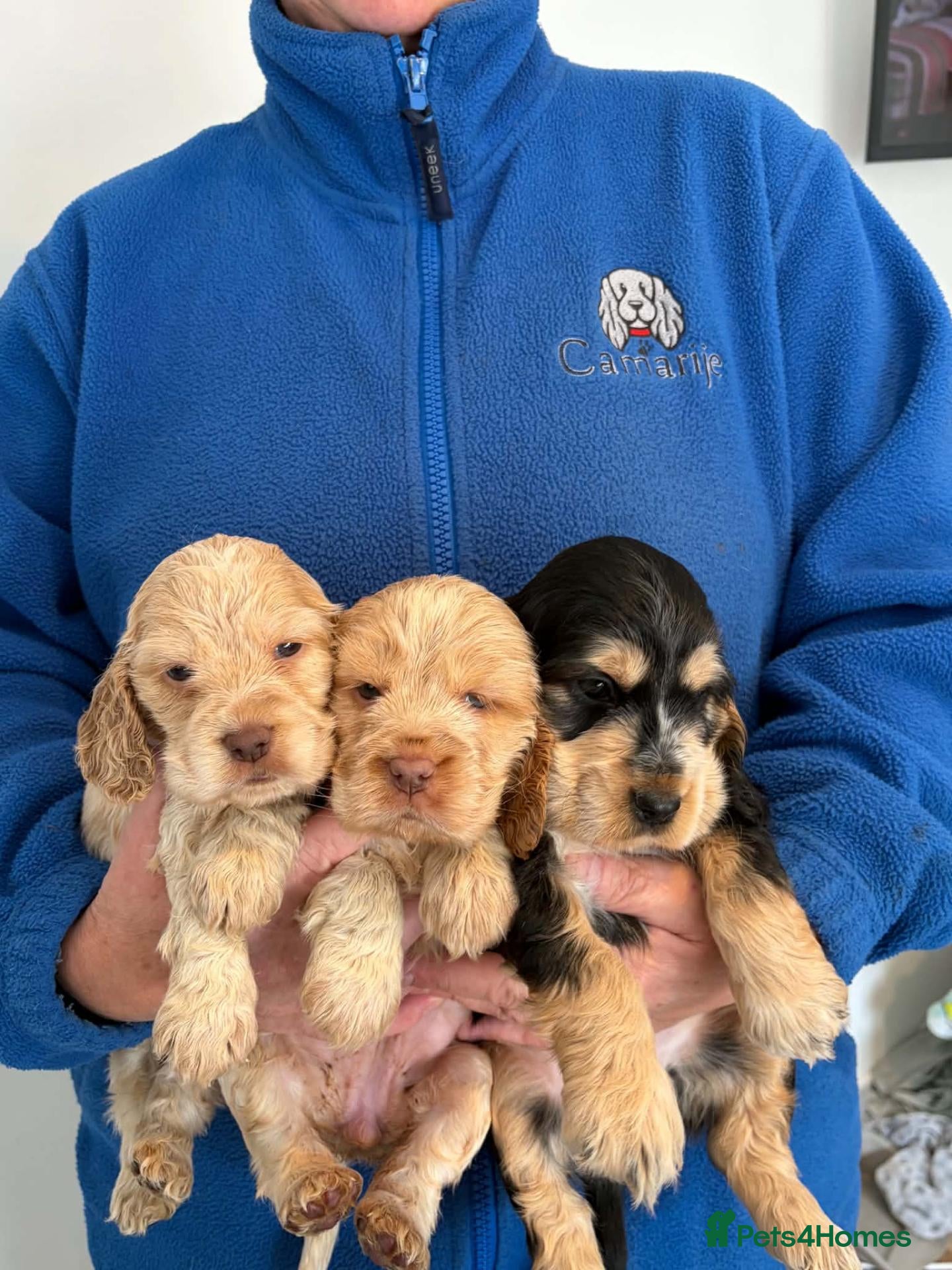 Cocker Spaniel dogs 1 Male, 2 Female show type, KC reg cocker spaniel. - Advert 1