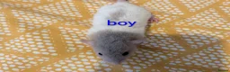 Rat rodents for sale: Baby Dumbo/rex rats, very sweet natured - Advert 5