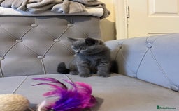 Scottish Fold cats for sale: Amazing Kittens Waiting for You! Just 2 left🥰 - Image 28