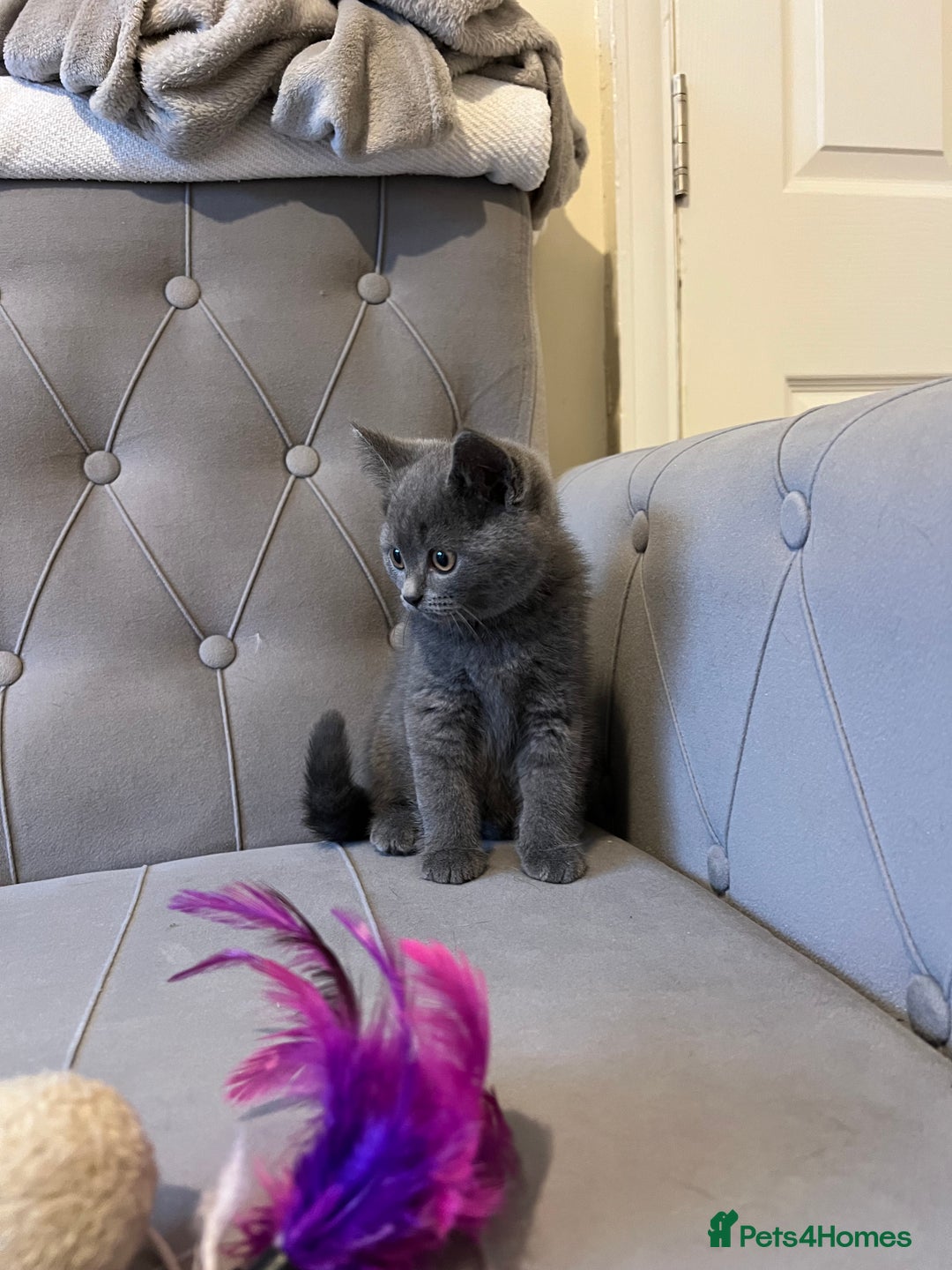 Scottish Fold cats for sale: Amazing Kittens Waiting for You! Just 2 left🥰 - Image 28