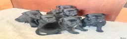 Staffordshire Bull Terrier dogs for sale: Staffordshire bull terrier puppy’s  - Advert 1