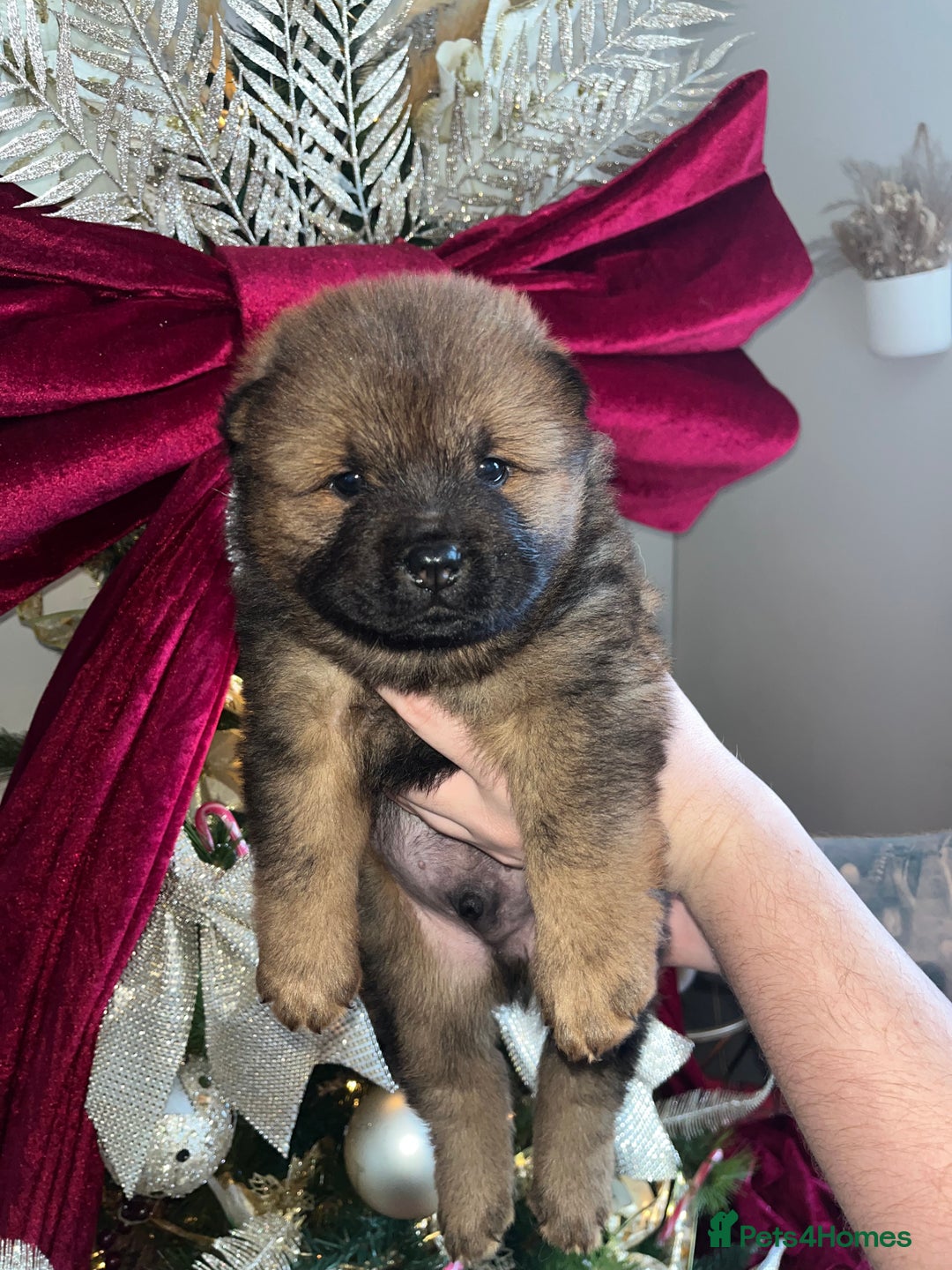 Chow Chow dogs for sale: Chow chow pups - Advert 1