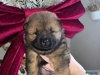 Chow Chow dogs Chow chow pups - Advert 5