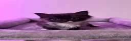 Ragdoll cats for sale: Ragdoll female cat - Advert 21