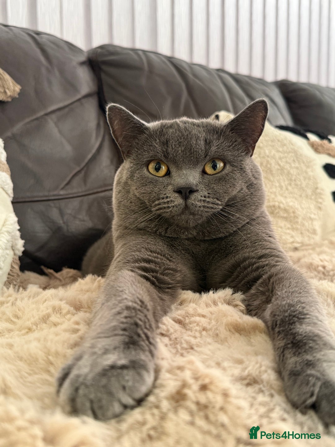 British Shorthair cats for stud: handsome british shorthair ready for his stud - Advert 2