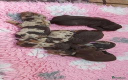 Cockapoo dogs for sale: Gorgeous Cockapoo puppies  - Image 1