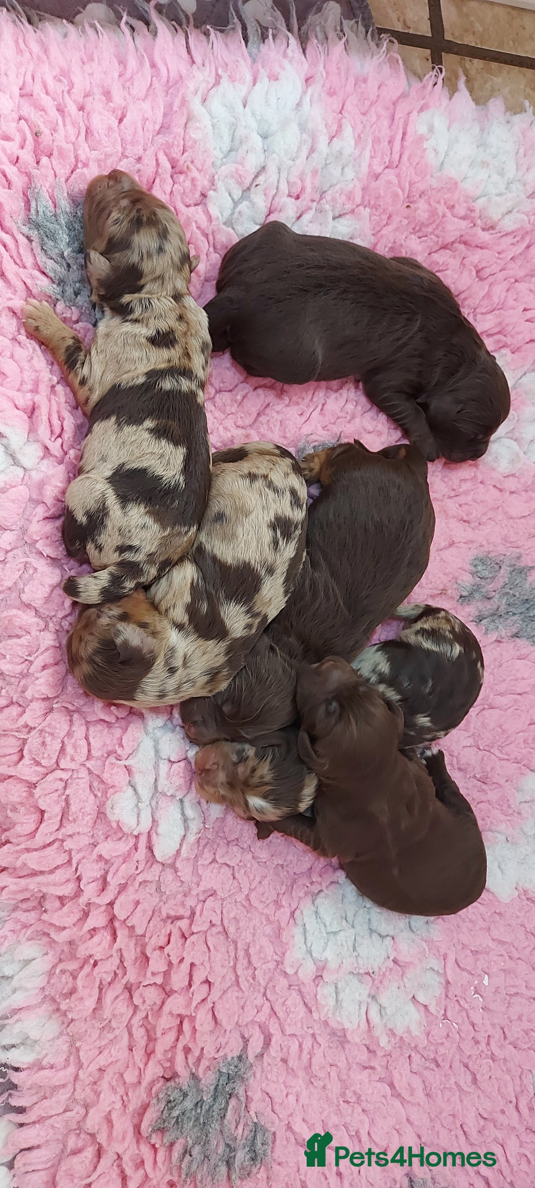 Cockapoo dogs for sale: Gorgeous Cockapoo puppies  - Image 1