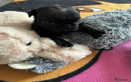 Pug dogs for sale: KCreg pug puppies for sale. - Image 30