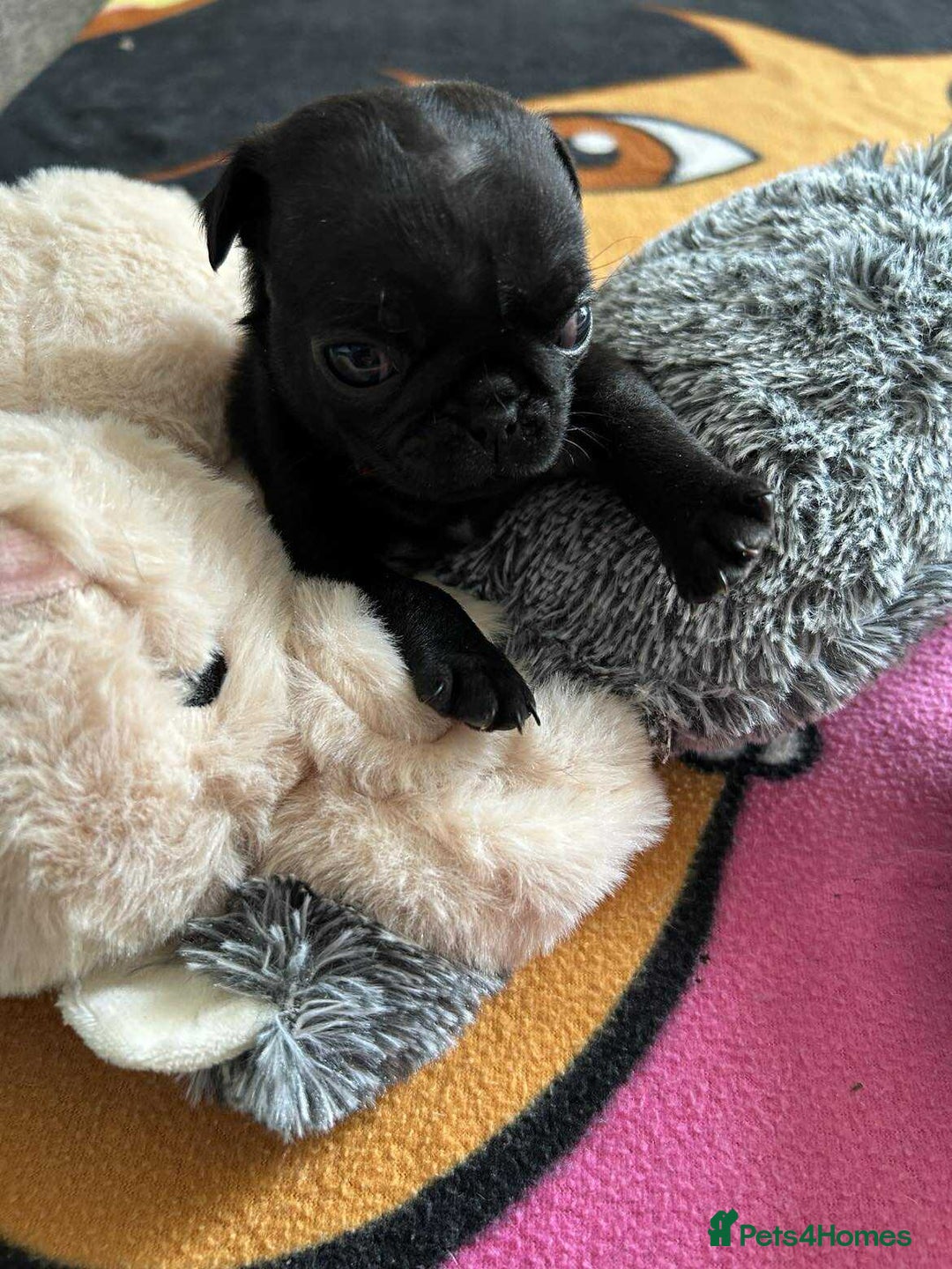 Pug dogs for sale: KCreg pug puppies for sale. - Image 30