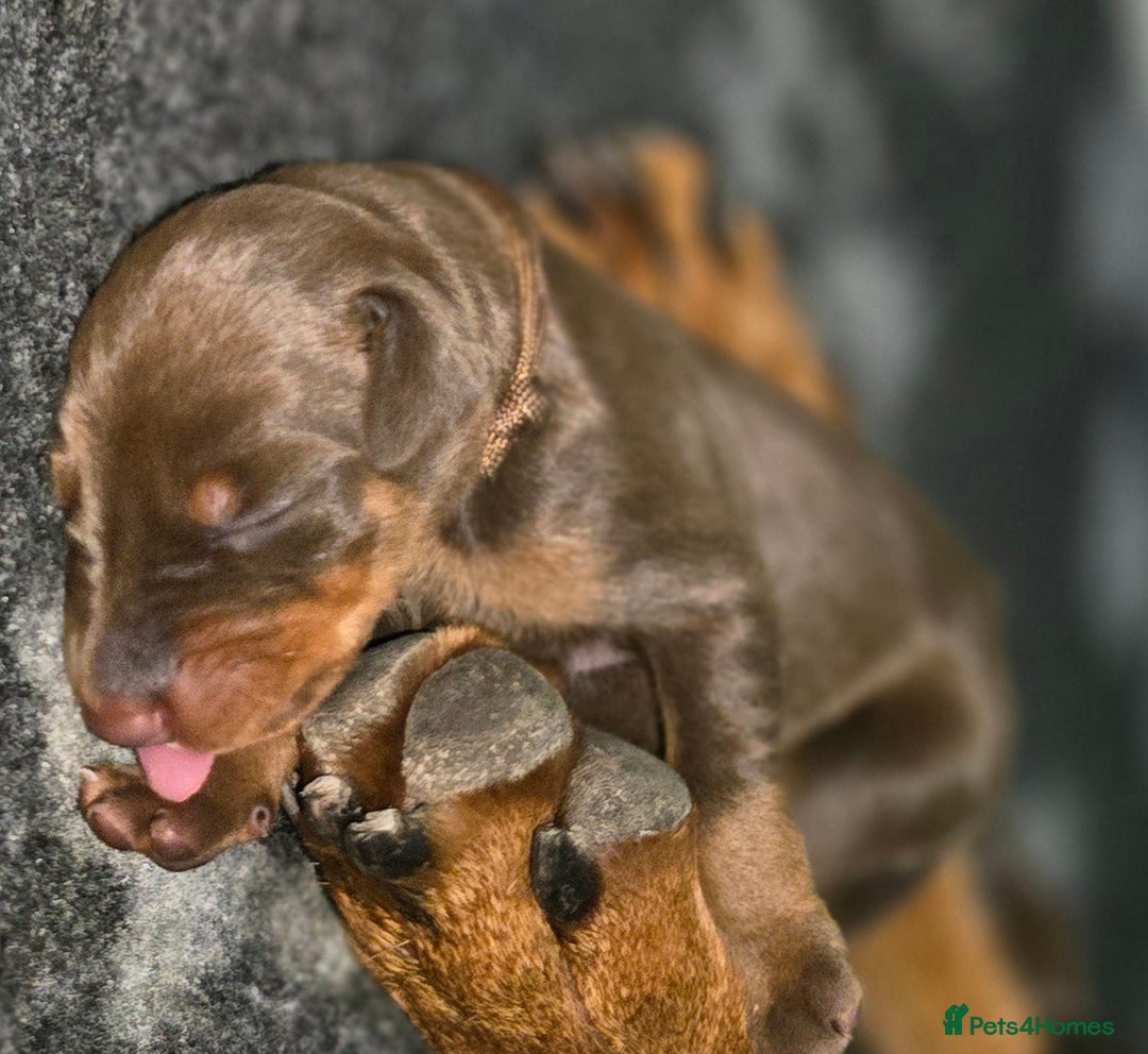 Dobermann dogs for sale: *HEALTH TESTED,HOME REARED,STUNNING DOBERMAN PUPS - Image 10