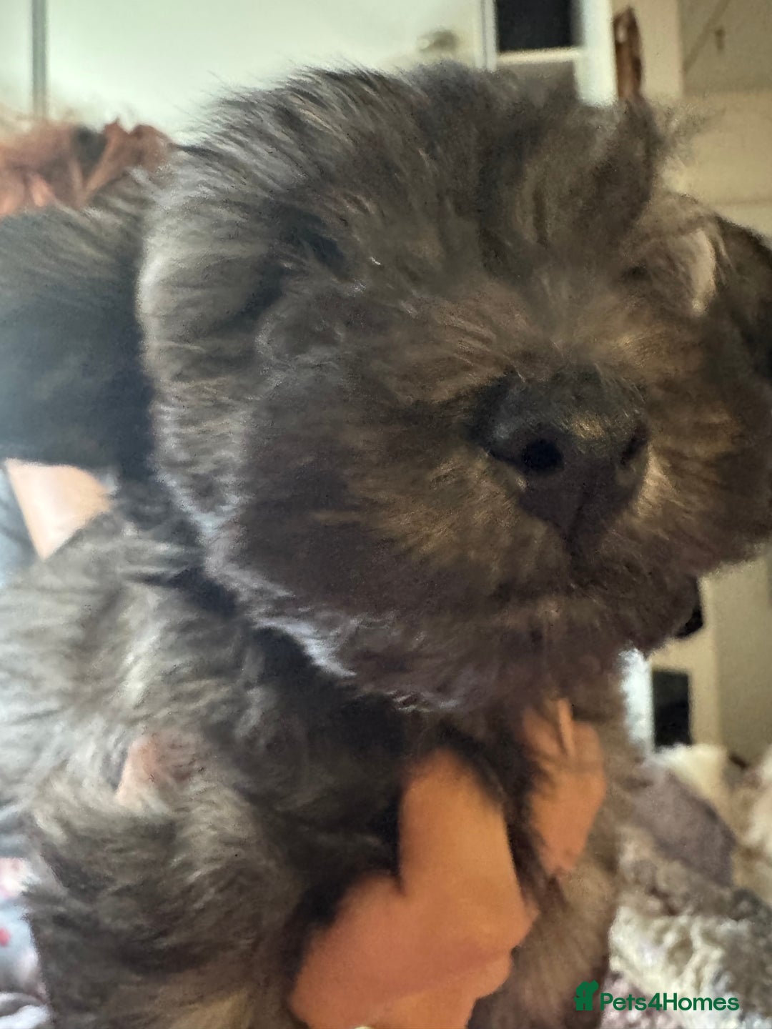 Mixed Breed dogs for sale: chihuahua mixed breed - Advert 37