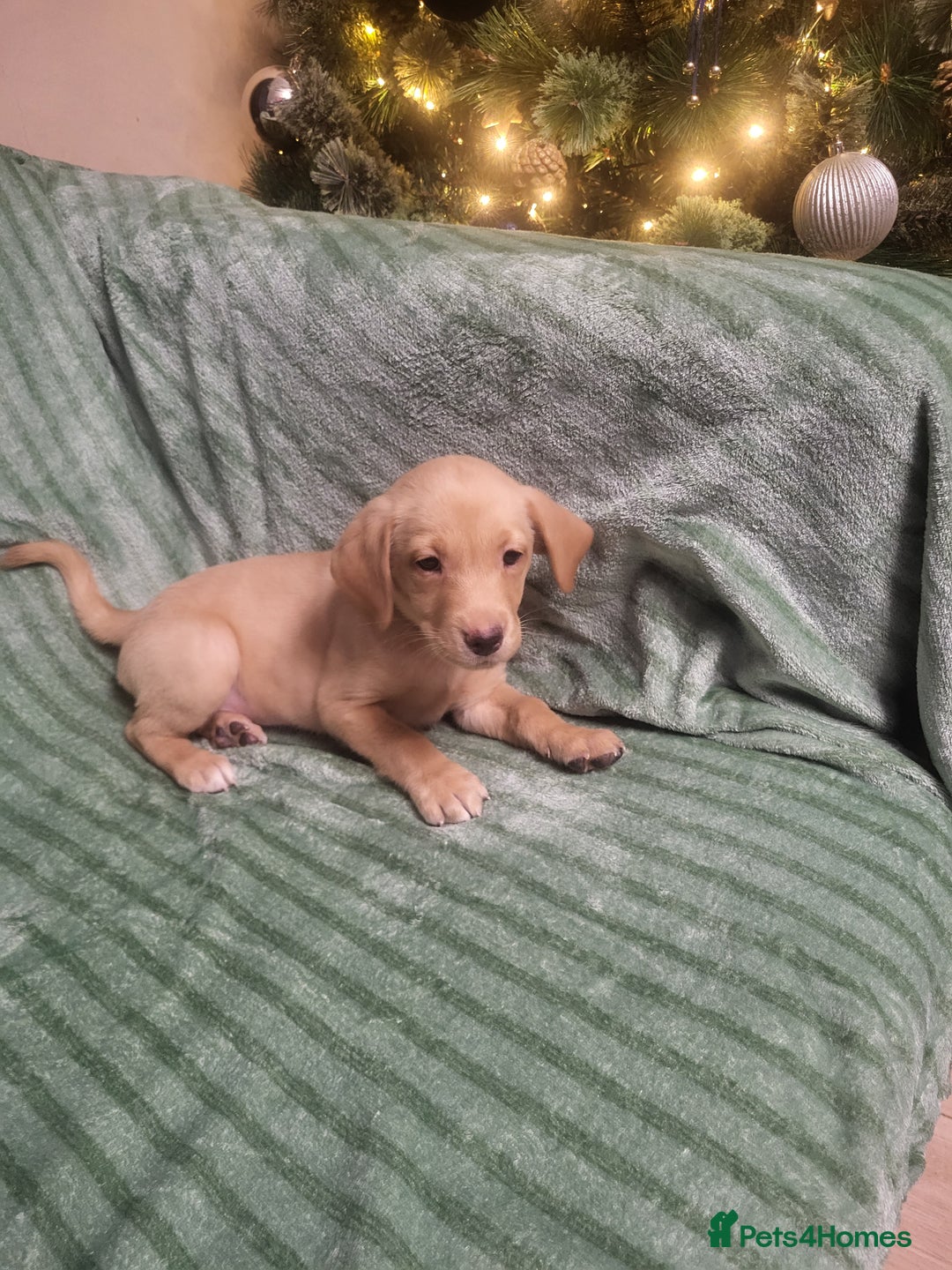 Labrador Retriever dogs for sale: KC registered labrador puppies - Advert 8