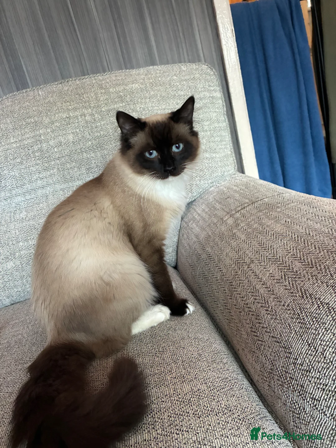 Ragdoll cats for sale: Ragdoll kittens to reserve - Advert 15