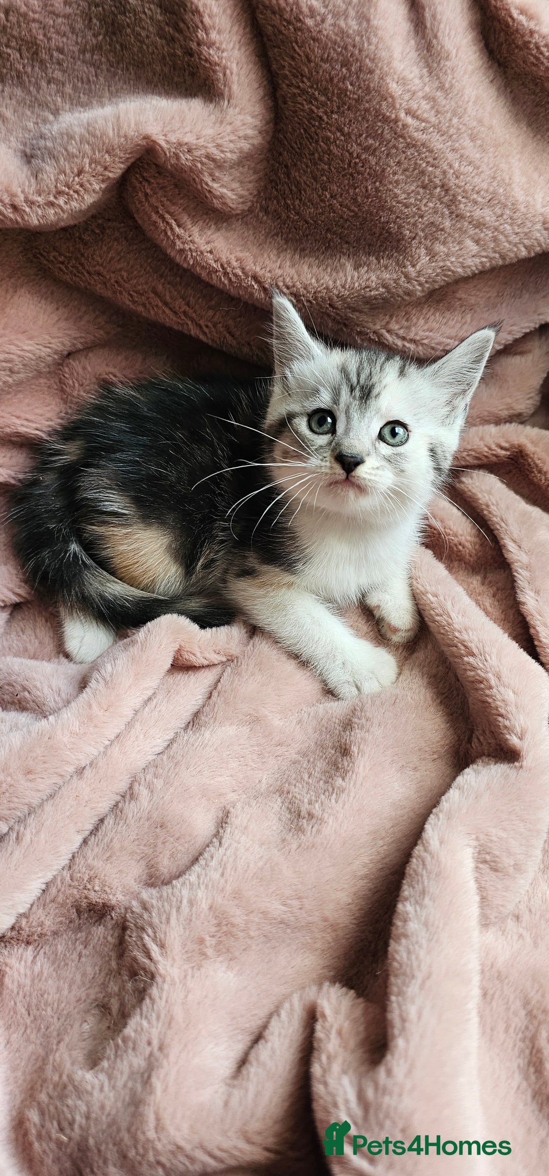 Maine Coon cats for sale: Half Maine Coon kittens - Advert 12