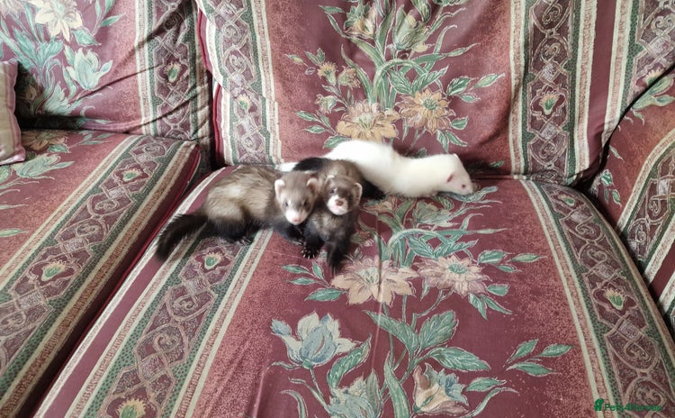 Ferret rodents - Advert 1