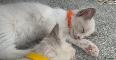 Ragdoll cats - Advert 9