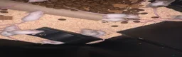 Mouse rodents for sale: Let fancy mice  - Advert 7