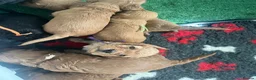 Cockapoo dogs for sale: Beautiful Cockapoo Puppies - litter of 9. in Washington - Advert 8