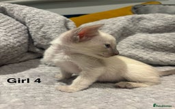 Siamese cats for sale: ✨Gorgeous GCCF registered kittens✨ - Image 18