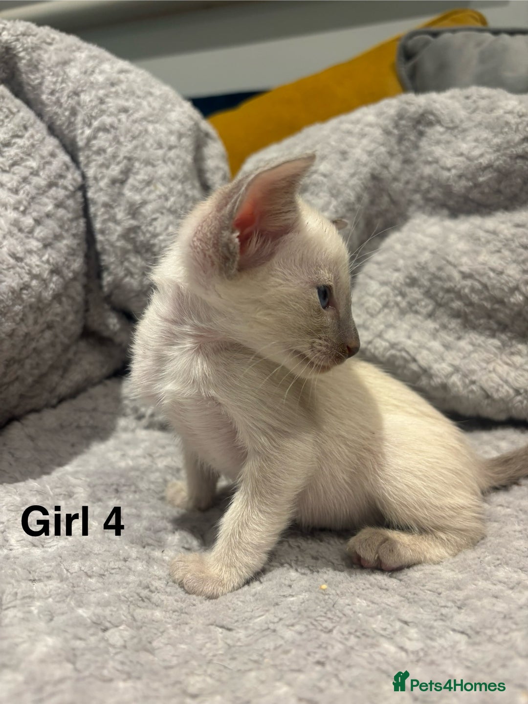 Siamese cats for sale: ✨Gorgeous GCCF registered kittens✨ - Image 18