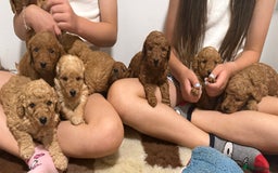 Labradoodle dogs for sale: Stunning miniature labradoodles  - Image 11