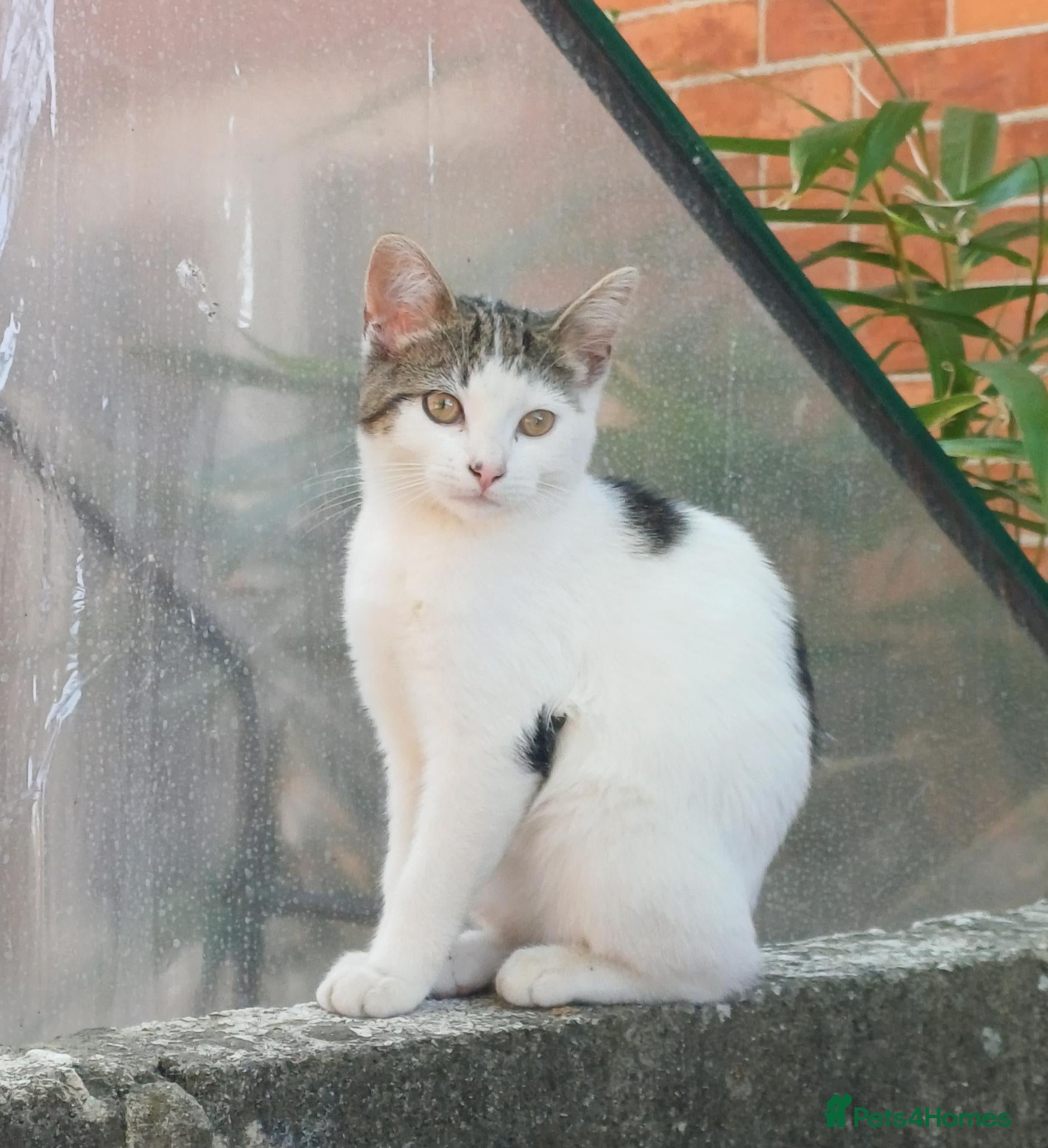 Domestic Shorthair cats Kitten looking for forever home - Advert 1