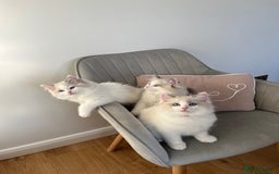 Ragdoll cats for sale: Beautiful Bi Colour Ragdoll - Image 7