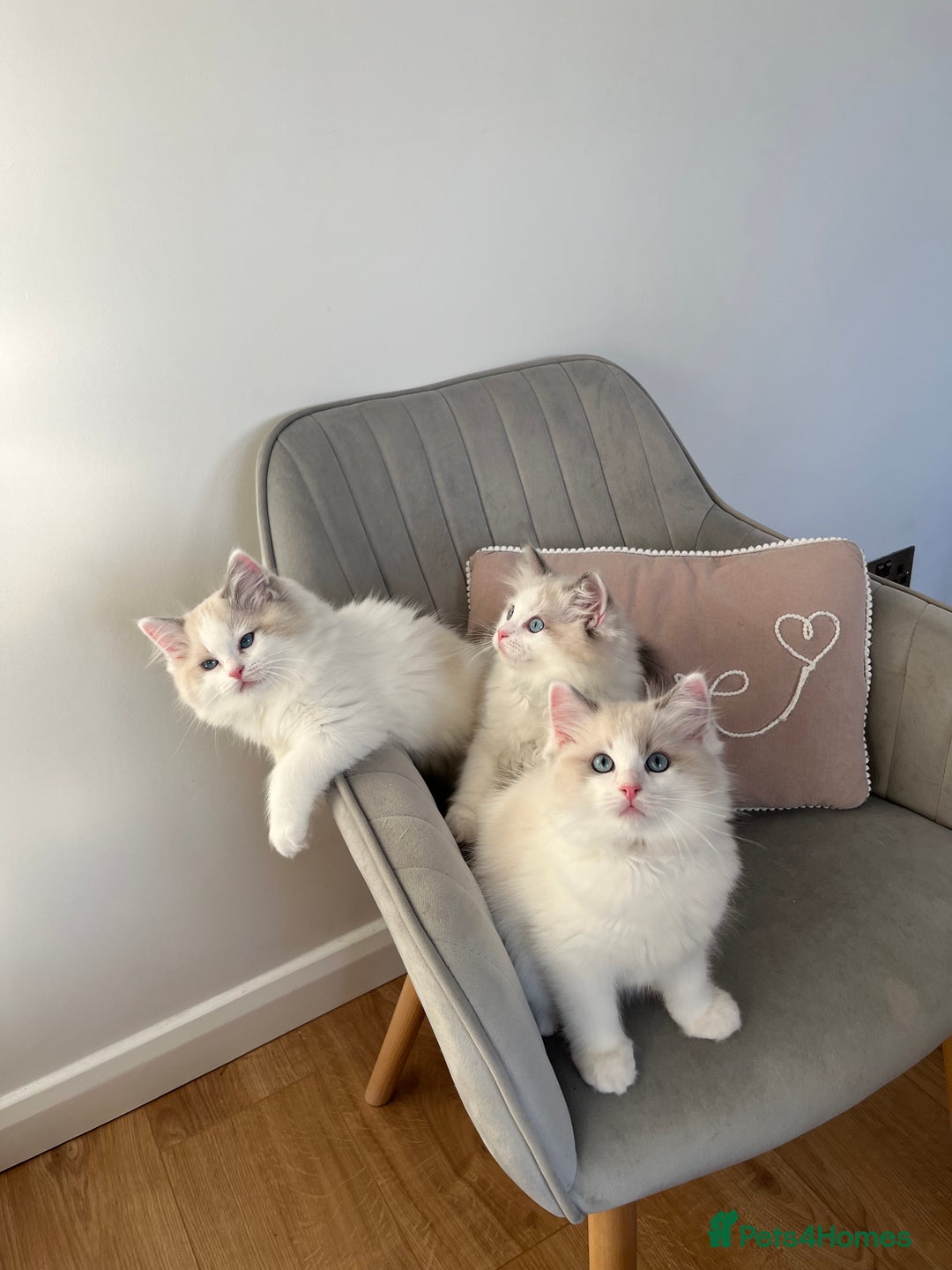 Ragdoll cats for sale: Beautiful Bi Colour Ragdoll - Image 7
