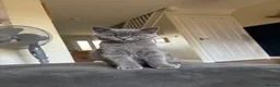 British Shorthair cats for sale: 2 Adult Cats / 1 kitten for sale - Advert 7