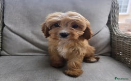 Cavapoo dogs for sale: Cavapoobabiesuk litter has arrived - Image 3