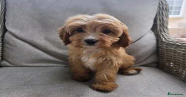 Cavapoo dogs - Advert 11