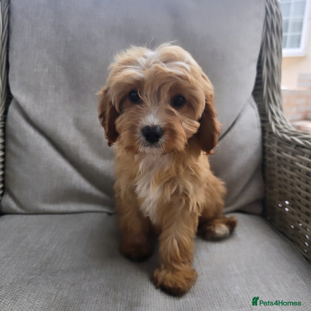 Cavapoo dogs for sale: Cavapoobabiesuk litter has arrived - Image 3