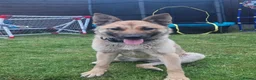 Belgian Shepherd Dog dogs for sale: Stunning Belgian Mali in Crewe - Advert 1