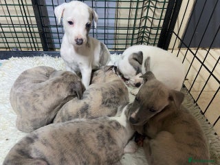 Whippet dogs Beautiful Pedigree Whippet Puppies - Advert 1