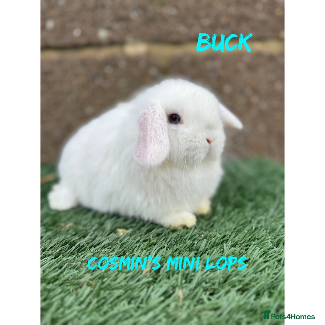 Mini Lop rabbits for sale: Pure breed mini lops  - Advert 3