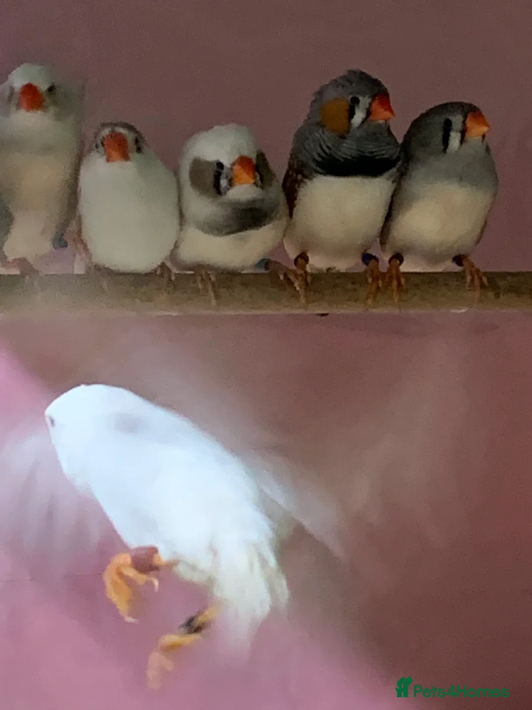 Finches birds for sale: Zebra finches male and female, male diamond dove - Advert 2