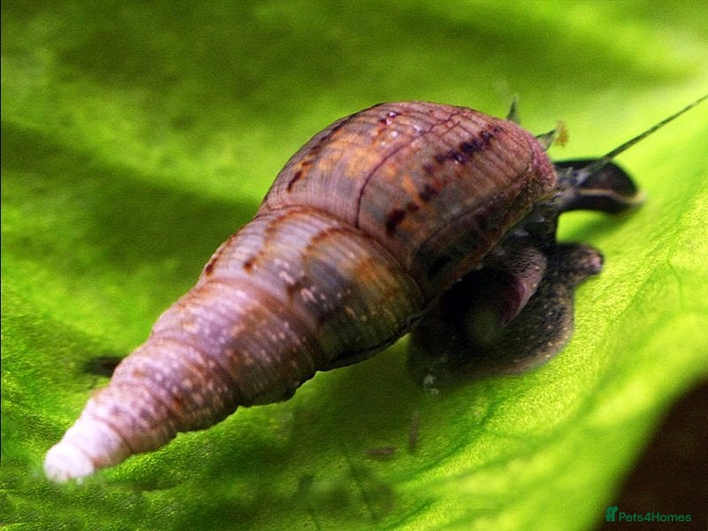 Snails invertebrates Malaysian Trumpet Snails, x30 for 10 - Advert 14