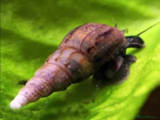 Snails invertebrates Malaysian Trumpet Snails, x30 for 10 - Advert 14