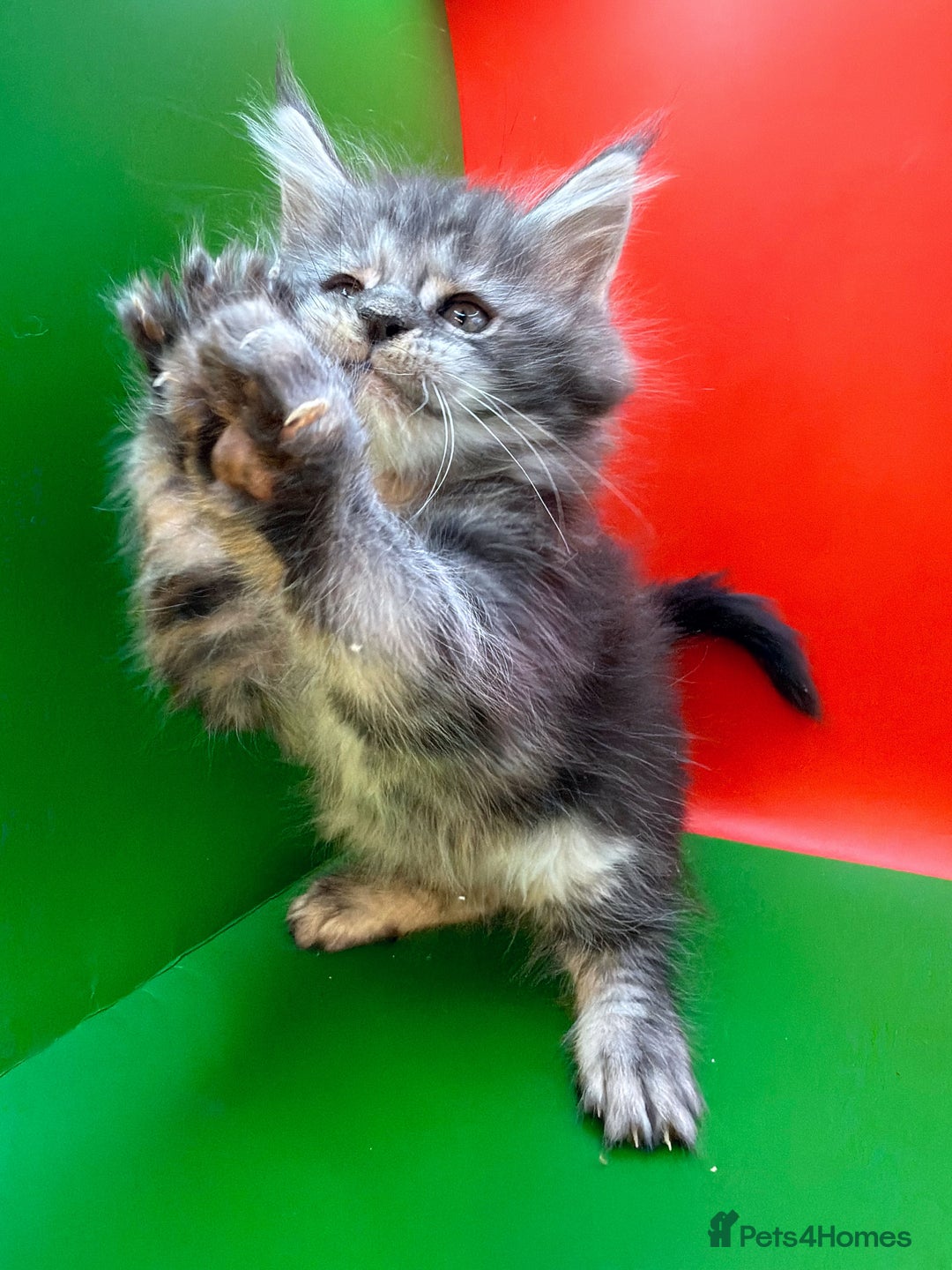 Maine Coon cats for sale: Maine Coons with Tests, Papers, Vet Checks & Vacc. - Advert 7