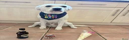 Mixed Breed dogs for stud: Jaxx the goldador - Advert 2