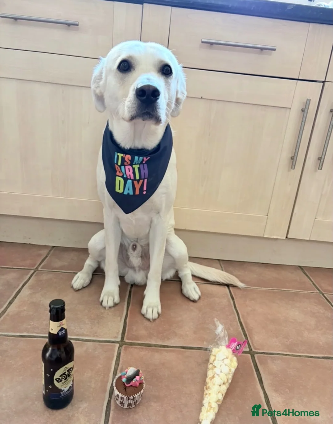 Mixed Breed dogs for stud: Jaxx the goldador - Advert 2