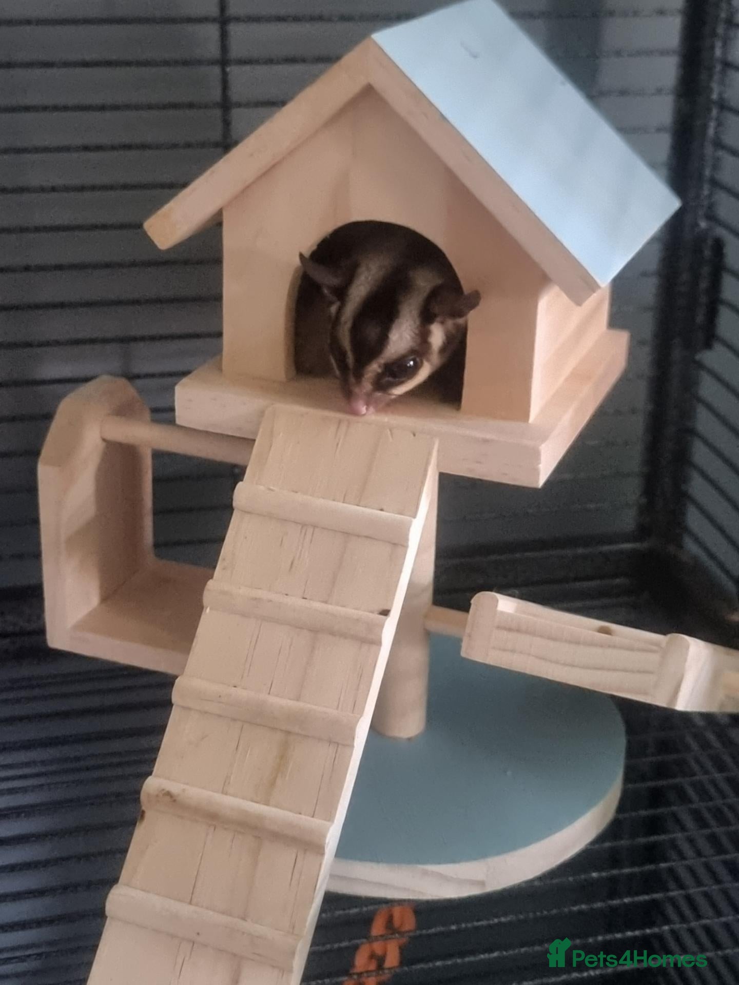Sugar Glider rodents 3 bonded sugar gliders - Advert 1