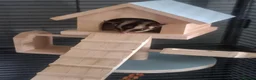 Sugar Glider rodents for sale: 3 bonded sugar gliders in Boston - Advert 1