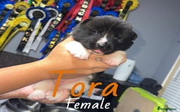 Akita dogs for sale: Akita pups  - Image 7